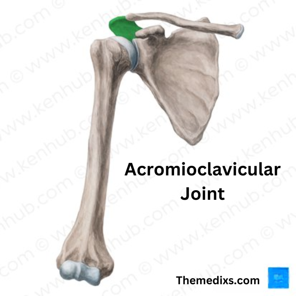 Acromioclavicular Joint