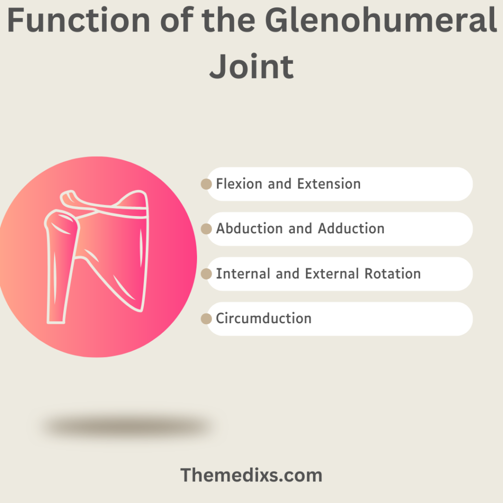 Glenohumeral Joint